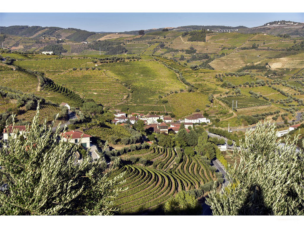 Vignobles du Douro - Octobre 2016