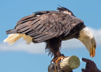 Aigle a tête Blanche - Sylmbole des USA