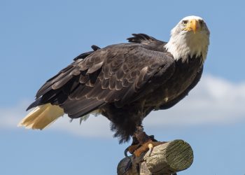 Aigle a tête Blanche - Sylmbole des USA