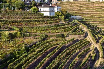 Quinta do Alto Douro