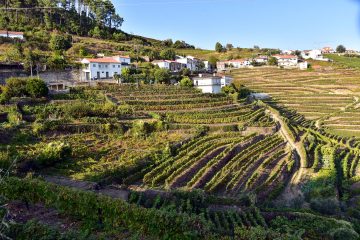 Quinta do Alto Douro