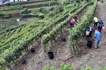 Quinta do Alto Douro