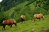 Pyrenees