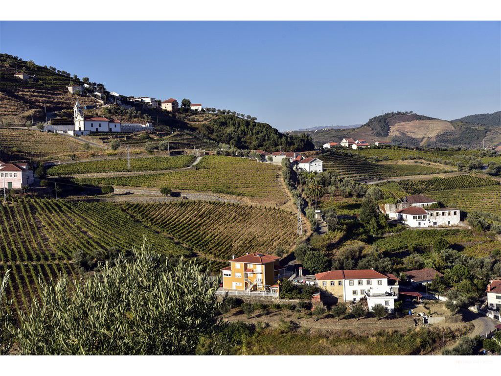 Vignobles du Douro - Octobre 2016