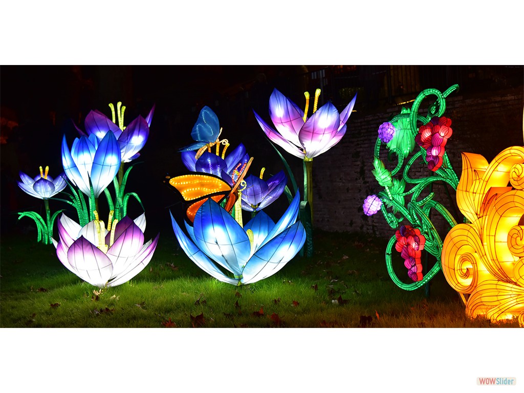 Fleurs de lotus