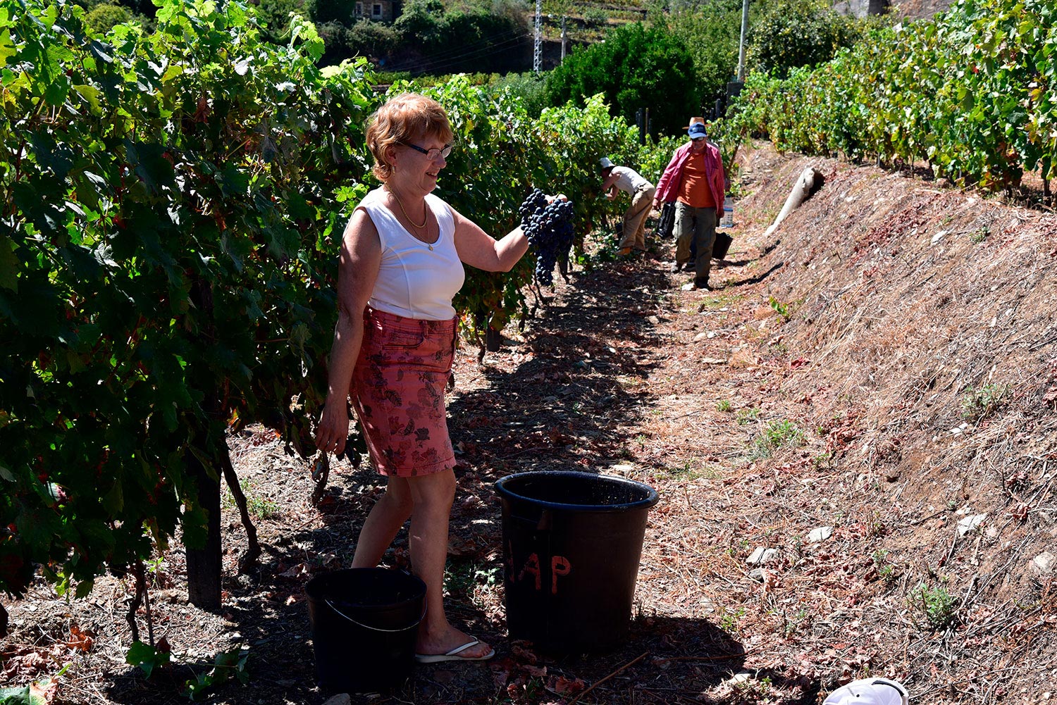 Alto Douro - Portugal